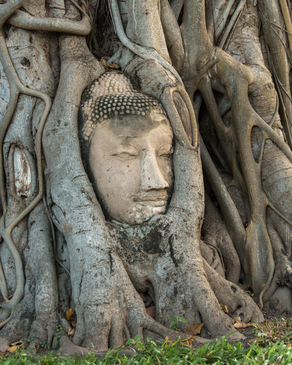 The famous Buddha head in the tree at Wat Mahathat temple in Ayutthaya