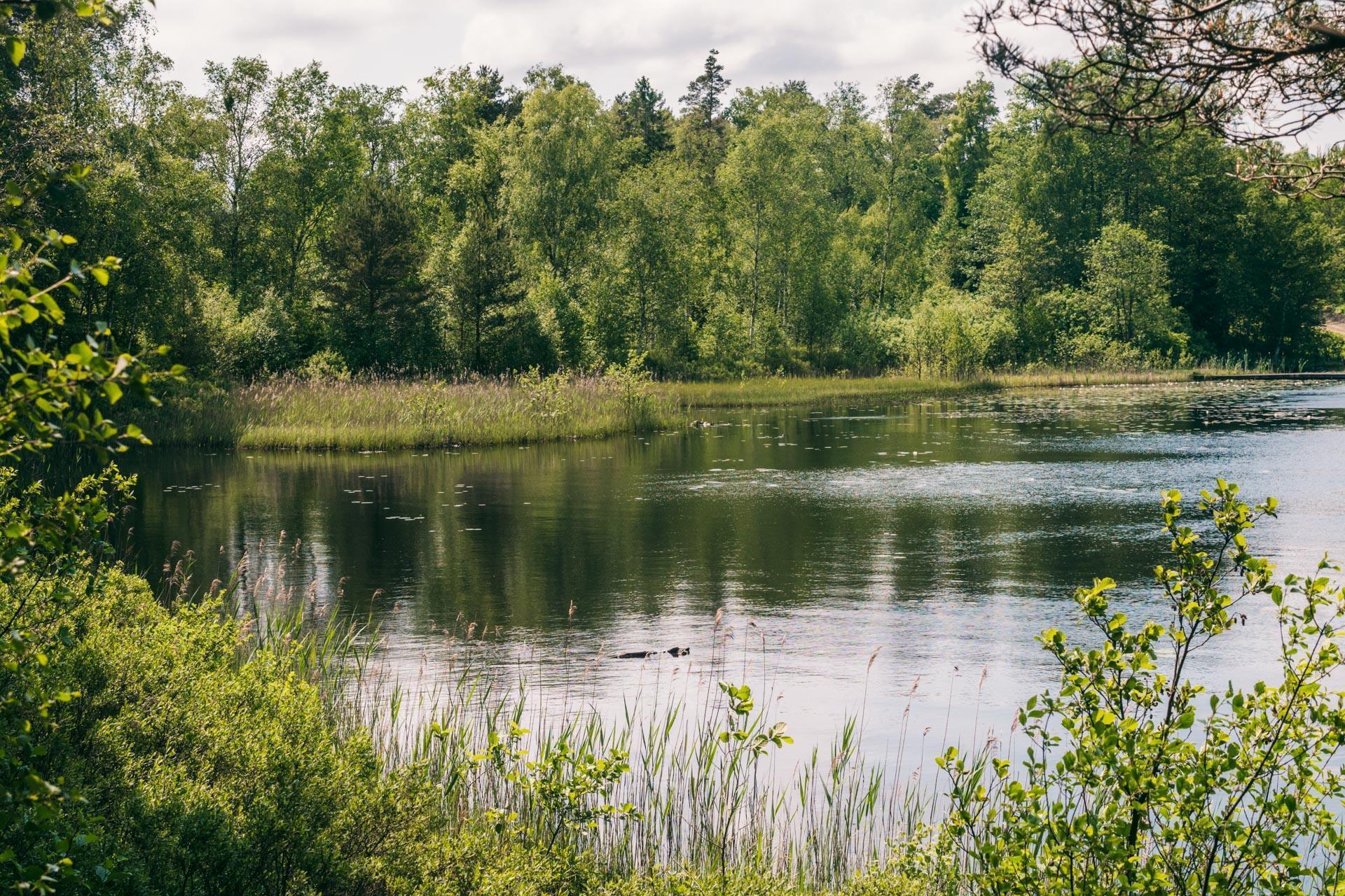 Fedingesjön in Skånes-Fagerhult, Sweden